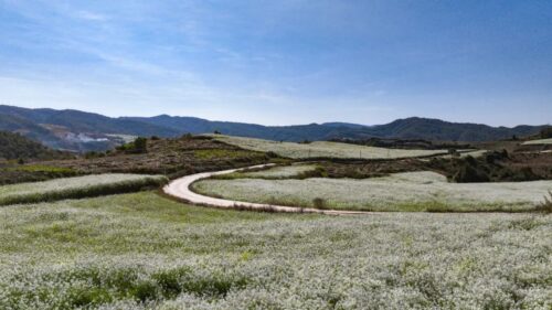 兰花籽成姜州镇乡村振兴“金钥匙”插图3