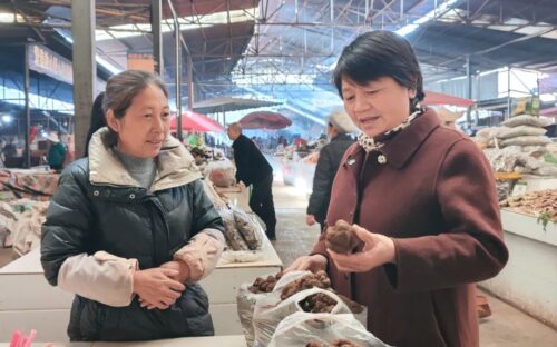 会东松露:林中黑钻石的丰收季节-会东网