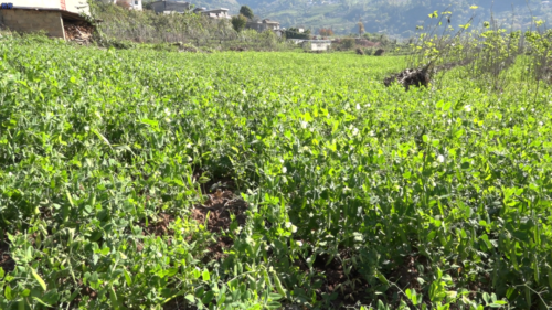 会东县秋豌豆套种模式喜获丰收,助力农民增收与经济发展-会东网