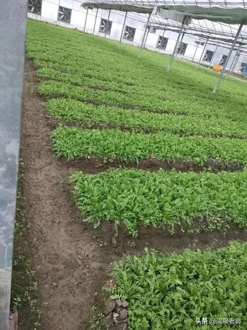 荠菜应如何种植?种植荠菜有哪些要点?插图 荠菜应如何种植?种植荠菜有哪些要点?插图