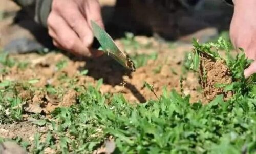 荠菜应如何种植?种植荠菜有哪些要点?插图3 荠菜应如何种植?种植荠菜有哪些要点?插图3