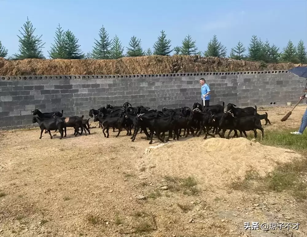 山羊养殖秘籍大公开:从新手到行家的进阶之路插图2 山羊养殖秘籍大公开:从新手到行家的进阶之路插图2