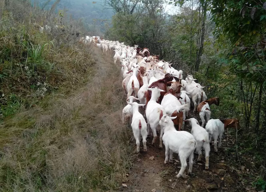 山羊养殖秘籍大公开:从新手到行家的进阶之路插图4 山羊养殖秘籍大公开:从新手到行家的进阶之路插图4