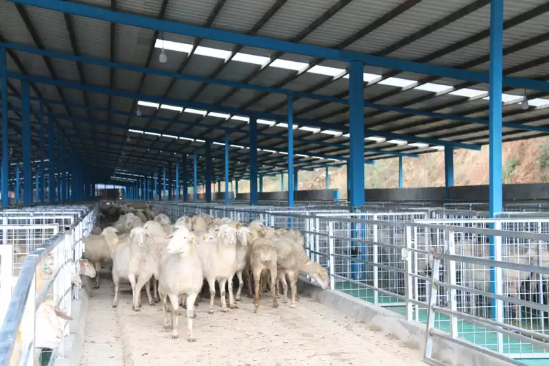 山羊养殖秘籍大公开:从新手到行家的进阶之路插图 山羊养殖秘籍大公开:从新手到行家的进阶之路插图