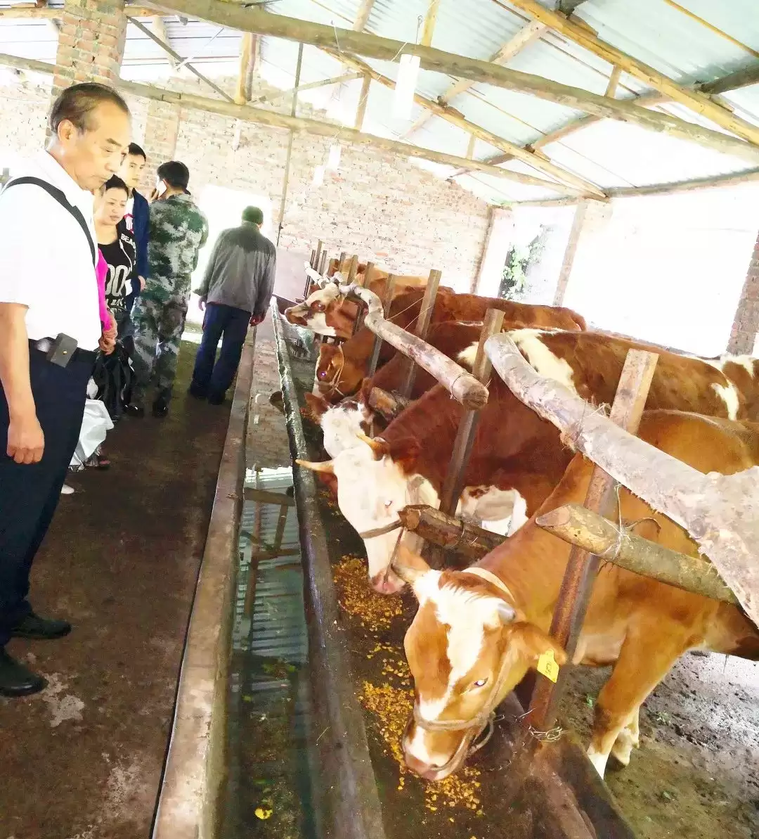 养牛那些事儿:从新手到行家的进阶之路插图1 养牛那些事儿:从新手到行家的进阶之路插图1