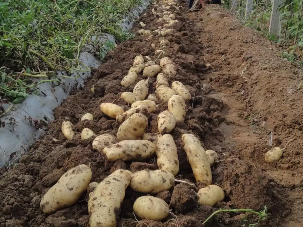 解锁土豆种植新姿势,收获满满不是梦!插图3 解锁土豆种植新姿势,收获满满不是梦!插图3