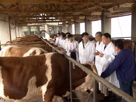 养牛那些事儿:从新手到行家的进阶之路插图3 养牛那些事儿:从新手到行家的进阶之路插图3