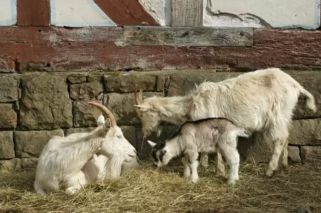 山羊养殖秘籍大公开:从新手到行家的进阶之路插图7 山羊养殖秘籍大公开:从新手到行家的进阶之路插图7