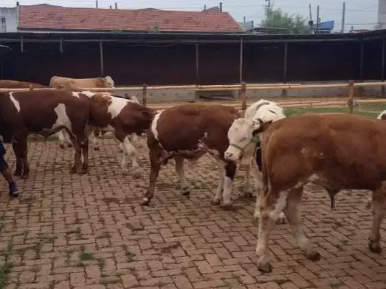 养牛那些事儿:从新手到行家的进阶之路插图5 养牛那些事儿:从新手到行家的进阶之路插图5