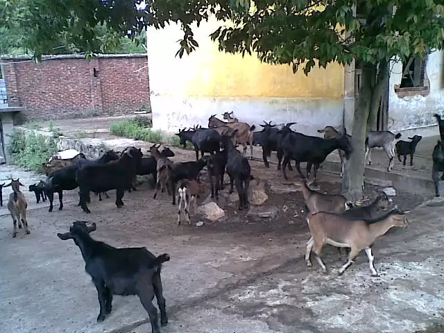 山羊养殖秘籍大公开:从新手到行家的进阶之路插图1 山羊养殖秘籍大公开:从新手到行家的进阶之路插图1