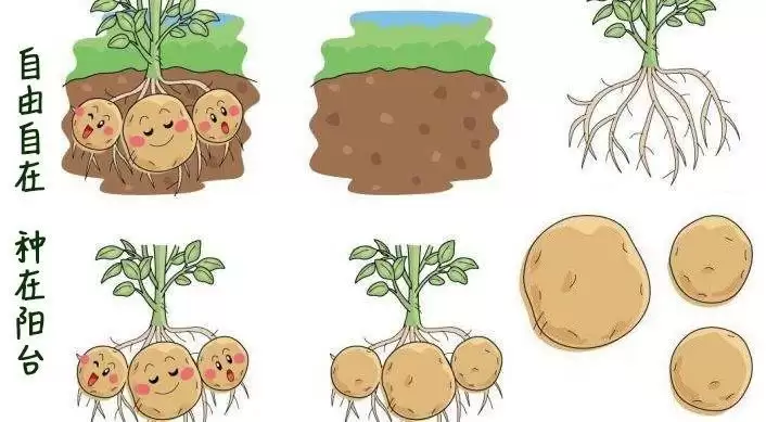 解锁土豆种植新姿势,收获满满不是梦!插图4 解锁土豆种植新姿势,收获满满不是梦!插图4