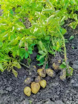 解锁土豆种植新姿势,收获满满不是梦!插图1 解锁土豆种植新姿势,收获满满不是梦!插图1