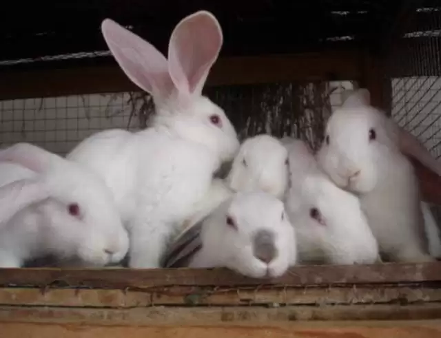 养兔那些事儿，你真的了解吗？-会东网