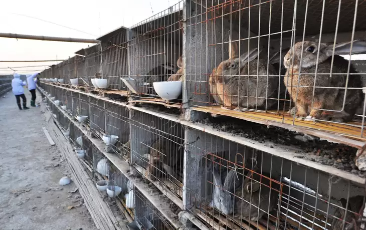 养兔那些事儿,你真的了解吗?插图3 养兔那些事儿,你真的了解吗?插图3