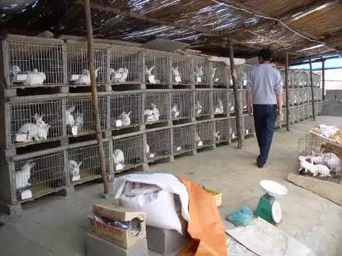 养兔那些事儿,你真的了解吗?插图4 养兔那些事儿,你真的了解吗?插图4