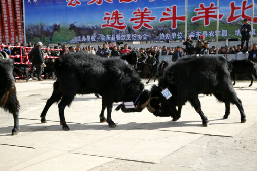 中国羊肉哪里的好（我国羊肉哪里的好）插图2
