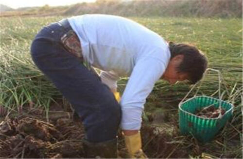 马蹄适合什么土壤种植?土壤适应性与改良要点?插图4 马蹄适合什么土壤种植?土壤适应性与改良要点?插图4