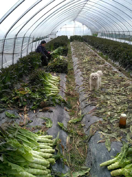 莴苣什么时间种植最适宜?插图4 莴苣什么时间种植最适宜?插图4