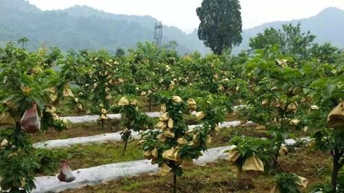 果树种植有哪些技巧和方法(果树种植技巧和方法)?-会东网