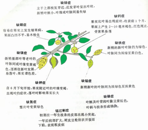 果树种植有哪些技巧和方法(果树种植技巧和方法)?插图2 果树种植有哪些技巧和方法(果树种植技巧和方法)?插图2