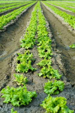 种植莴苣的方法有哪些要点？插图4