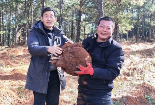 会东林下中药材产业助力乡村振兴，实现生态与经济双赢插图4