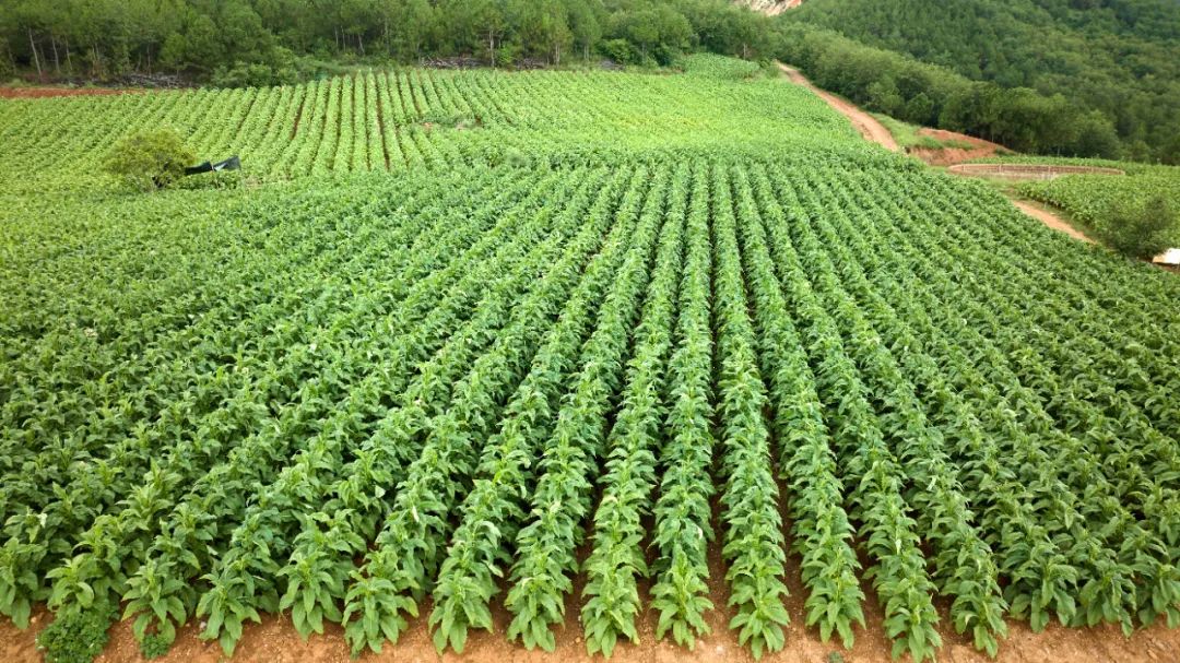 回首 2024 成绩斐然，会东擘画 2025 经济发展新蓝图插图1