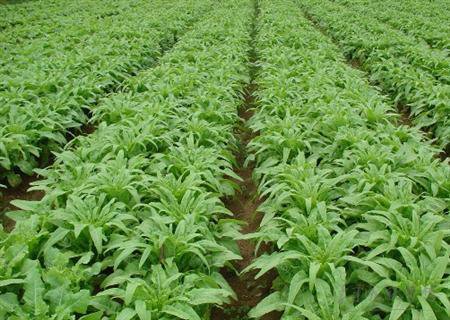 种植莴苣的方法有哪些要点？-会东网