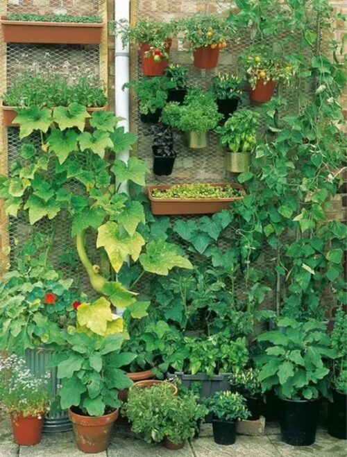 阳台种莴苣需要多深的箱子？容器要求与种植要点？插图1