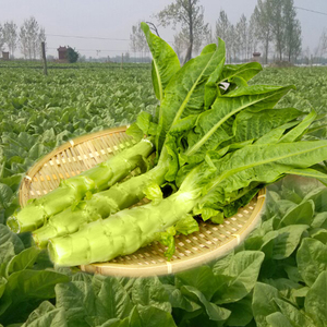 莴苣什么时间种植最适宜?插图3 莴苣什么时间种植最适宜?插图3