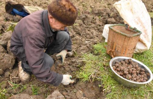 马蹄适合什么土壤种植?土壤适应性与改良要点?插图2 马蹄适合什么土壤种植?土壤适应性与改良要点?插图2
