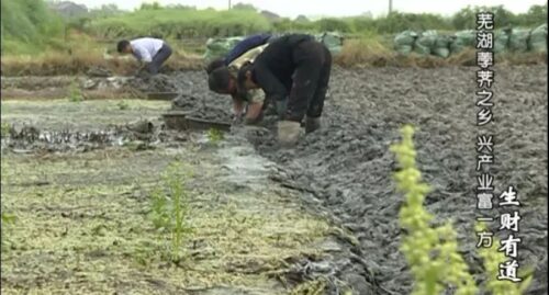 马蹄适合什么土壤种植?土壤适应性与改良要点?插图1 马蹄适合什么土壤种植?土壤适应性与改良要点?插图1