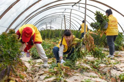 莴苣什么时间种植最适宜?插图2 莴苣什么时间种植最适宜?插图2
