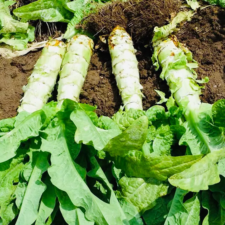 莴苣什么时间种植最适宜?插图5 莴苣什么时间种植最适宜?插图5