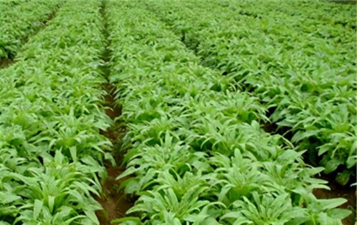 莴苣什么时间种植最适宜?插图1 莴苣什么时间种植最适宜?插图1