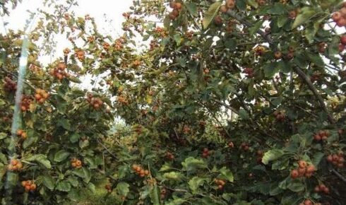 果树种植最佳时间是什么时候(果树种植最佳时间)?-会东网