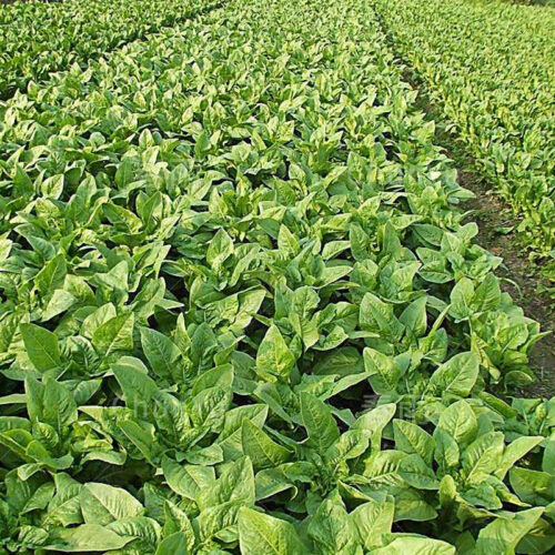 莴苣什么时间种植最适宜?插图 莴苣什么时间种植最适宜?插图