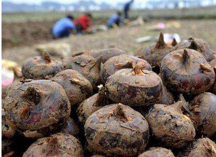 东北种马蹄吗？东北种植的可行性与挑战？-会东网