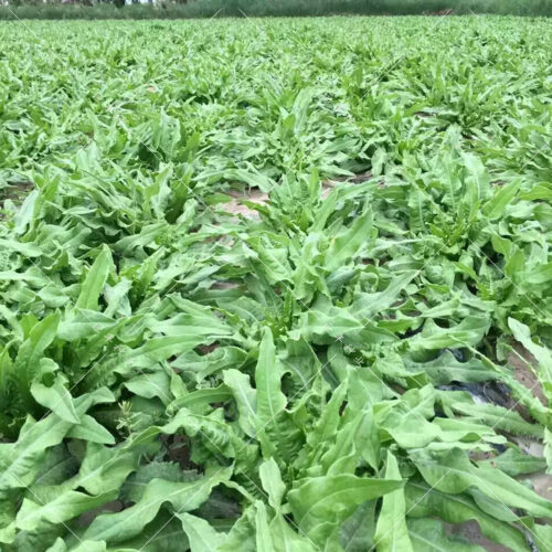 阳台种莴苣需要多深的箱子？容器要求与种植要点？插图2