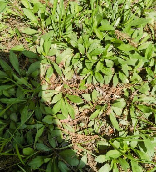 开春野菜（立春开春有哪些野菜）？-会东网