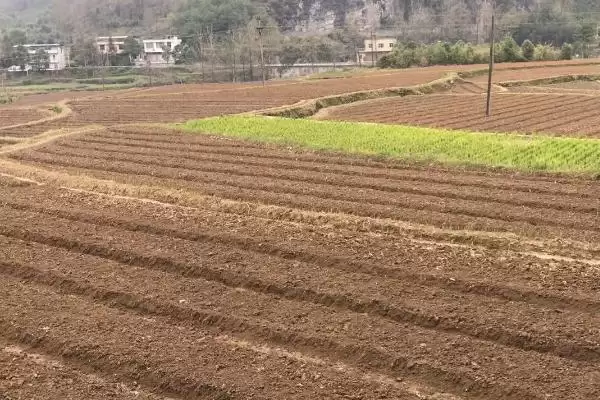 韭菜种子的价格 ,韭菜种子每斤的价格大概是多少呢？插图7