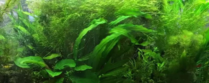 没根的蜈蚣草能在水中存活吗 ,没根蜈蚣草因生命力旺可存活-会东网