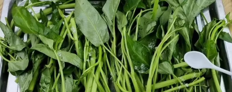 空心菜种子的浸泡时间 ,空心菜种子泡多久才适合种植呢？-会东网