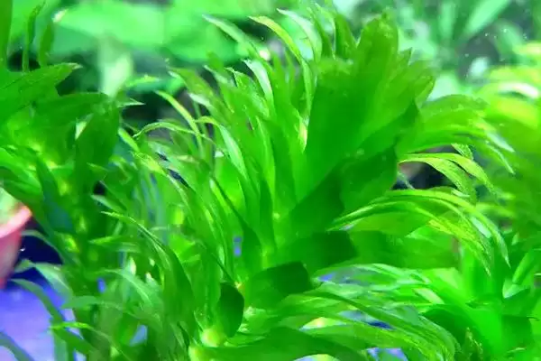 没根的蜈蚣草能在水中存活吗 ,没根蜈蚣草因生命力旺可存活插图1
