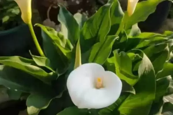 马蹄莲的花语有哪些 ,马蹄莲花语因颜色有何不同插图2