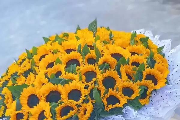 买的向日葵花束可以放多久 ,向日葵花束能保存多长时间插图2 买的向日葵花束可以放多久 ,向日葵花束能保存多长时间插图2
