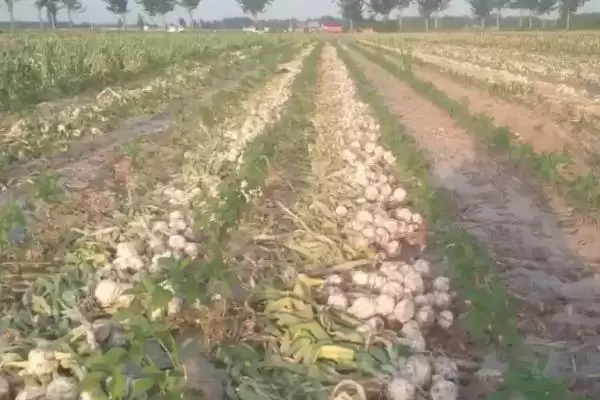 金乡大蒜的收获时间 ,金乡大蒜在何时进行收获呢插图1