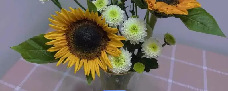 买的向日葵花束可以放多久 ,向日葵花束能保存多长时间插图 买的向日葵花束可以放多久 ,向日葵花束能保存多长时间插图