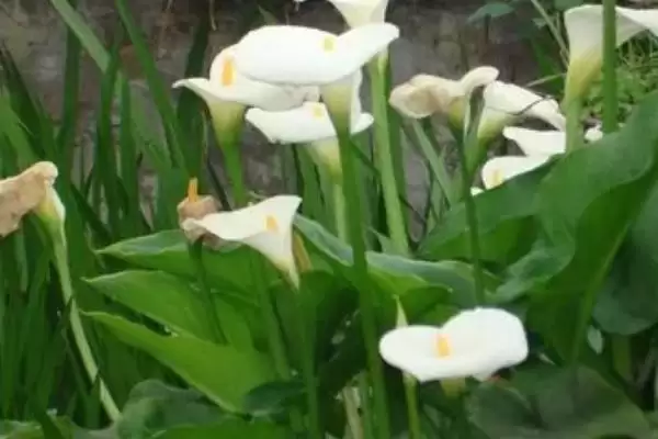 马蹄莲的花语有哪些 ,马蹄莲花语因颜色有何不同插图3