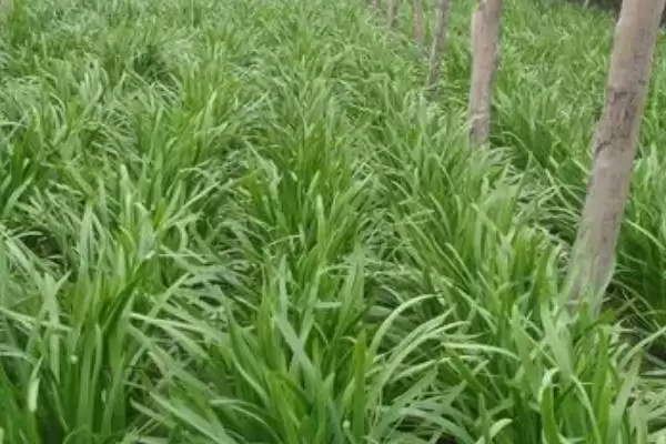 韭菜种子的价格 ,韭菜种子每斤的价格大概是多少呢？插图4